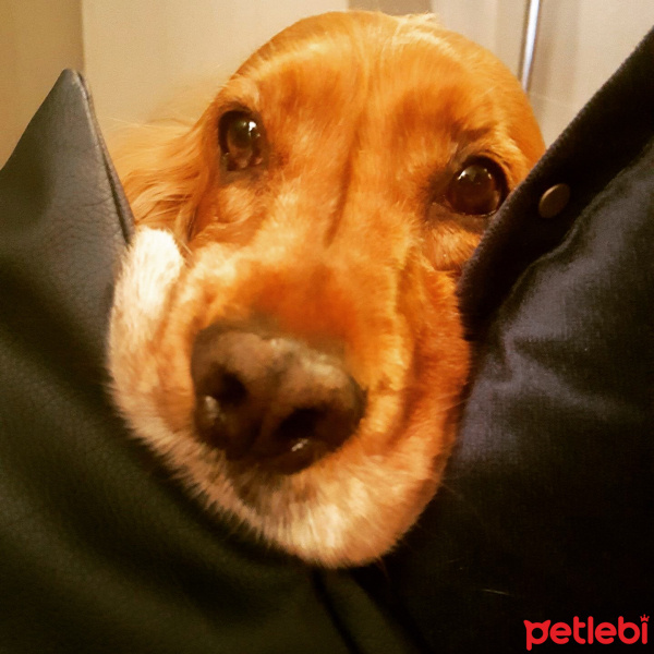 İngiliz Cocker Spaniel, Köpek  CANDY fotoğrafı