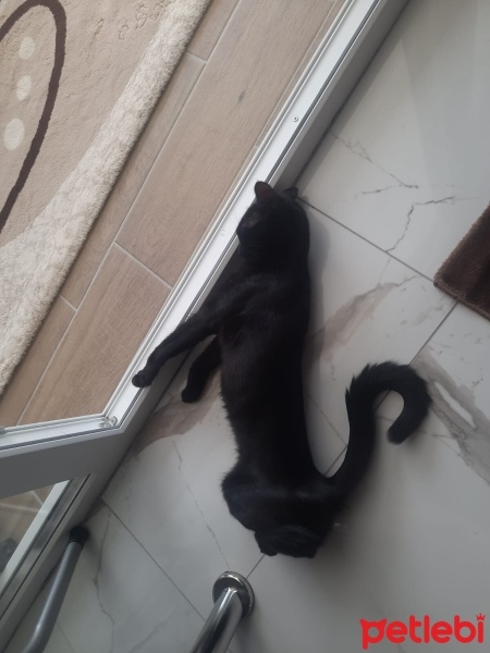Bombay, Kedi  Zeytin fotoğrafı