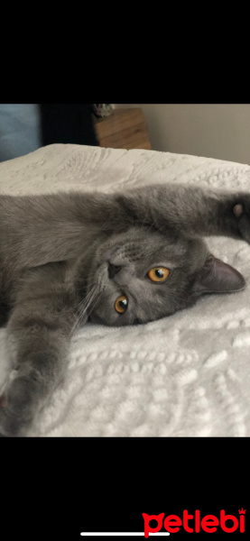 British Shorthair, Kedi  Suzi fotoğrafı