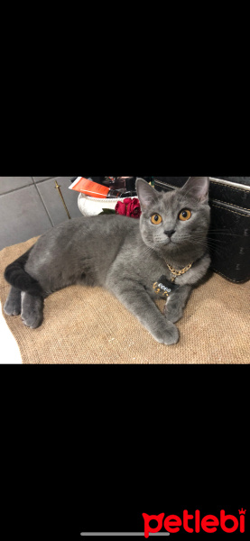 British Shorthair, Kedi  Suzi fotoğrafı