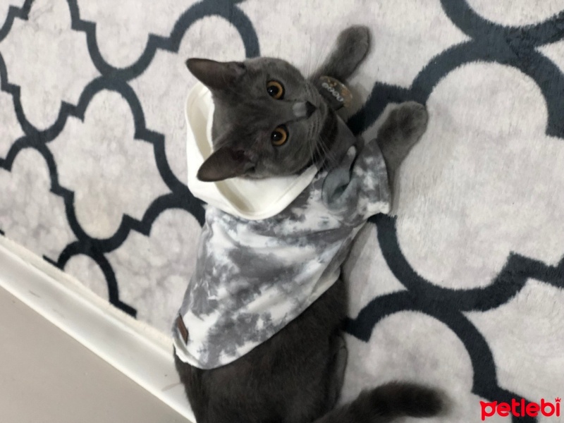 British Shorthair, Kedi  Suzi fotoğrafı