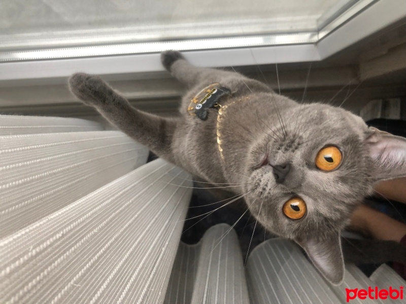 British Shorthair, Kedi  Suzi fotoğrafı