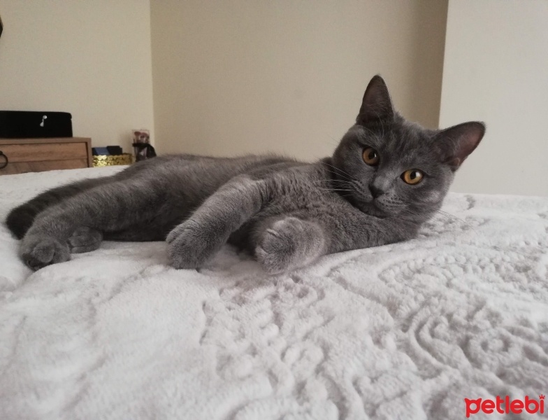 British Shorthair, Kedi  Suzi fotoğrafı