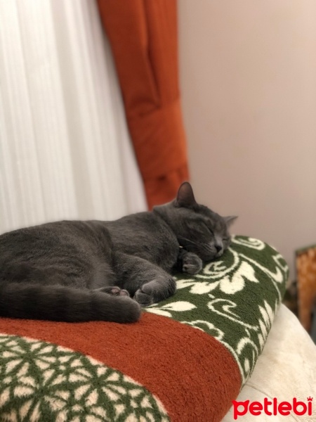 British Shorthair, Kedi  Suzi fotoğrafı