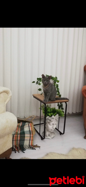 British Shorthair, Kedi  Suzi fotoğrafı