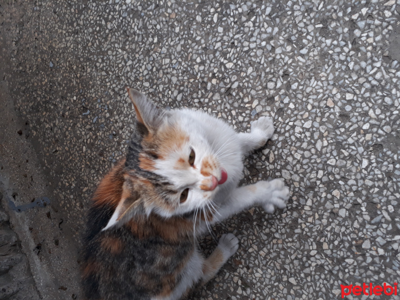 Ankara Kedisi, Kedi  Boncuk fotoğrafı
