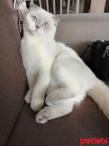 Scottish Fold, Kedi  Tombiik fotoğrafı