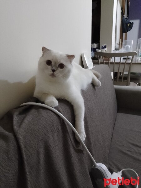 Scottish Fold, Kedi  Tombiik fotoğrafı