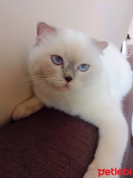 Scottish Fold, Kedi  Tombiik fotoğrafı