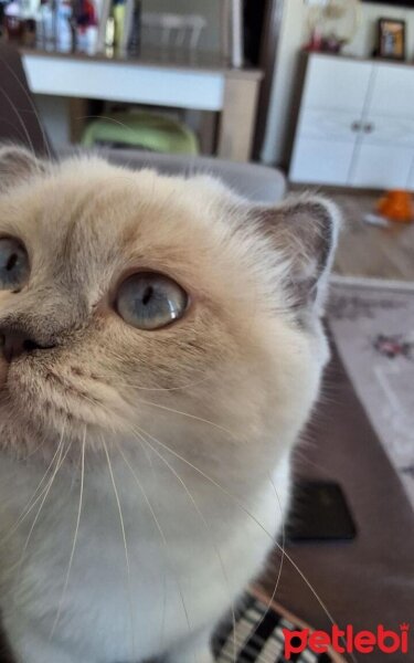 Scottish Fold, Kedi  Tombiik fotoğrafı