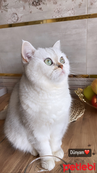 British Shorthair, Kedi  Pamuk fotoğrafı