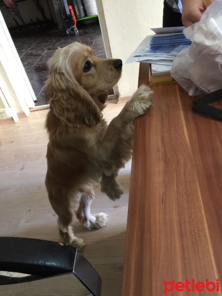 Amerikan Cocker Spaniel, Köpek  kral fotoğrafı