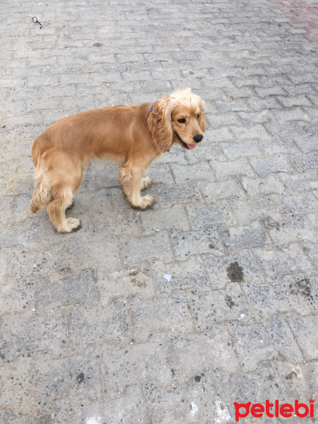 Amerikan Cocker Spaniel, Köpek  kral fotoğrafı