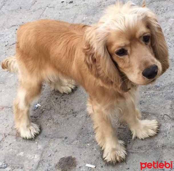 Amerikan Cocker Spaniel, Köpek  kral fotoğrafı