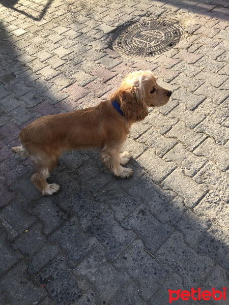 Amerikan Cocker Spaniel, Köpek  kral fotoğrafı
