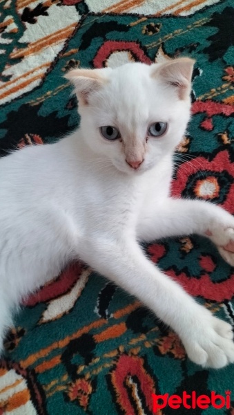 Scottish Fold, Kedi  Pati fotoğrafı