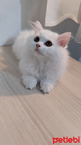 Chinchilla, Kedi  Pamuk fotoğrafı