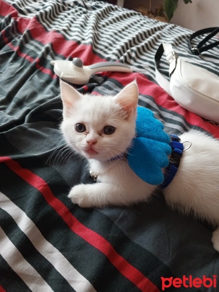 British Shorthair, Kedi  Mia fotoğrafı