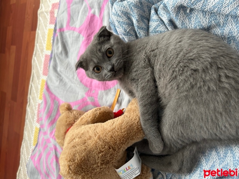 Scottish Fold, Kedi  Bihter fotoğrafı