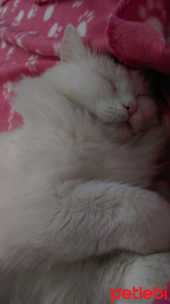 Van Kedisi, Kedi  Gazel fotoğrafı