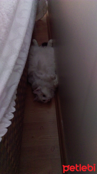 Van Kedisi, Kedi  Gazel fotoğrafı
