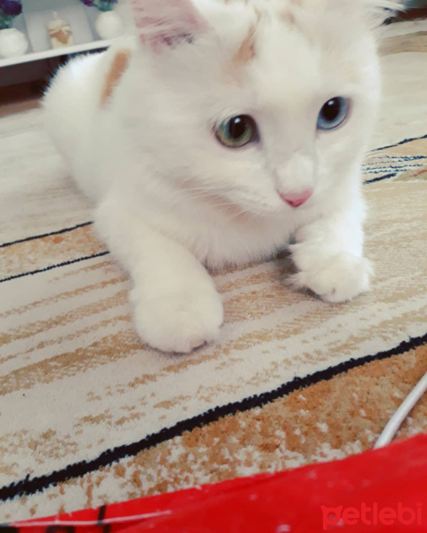 Van Kedisi, Kedi  Gazel fotoğrafı