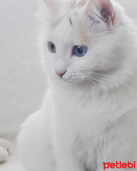 Van Kedisi, Kedi  Gazel fotoğrafı
