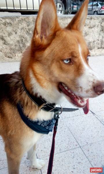 Sibirya Kurdu (Husky), Köpek  Simarik fotoğrafı