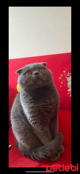 Scottish Fold, Kedi  Ballı fotoğrafı