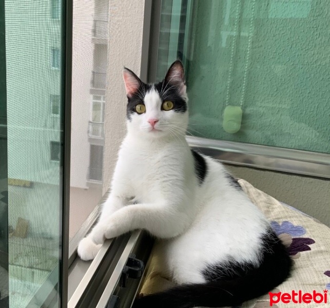 Tekir Kedi, Kedi  Mia fotoğrafı