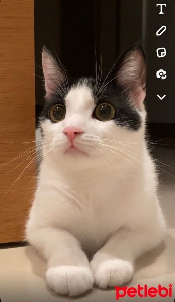 Tekir Kedi, Kedi  Mia fotoğrafı