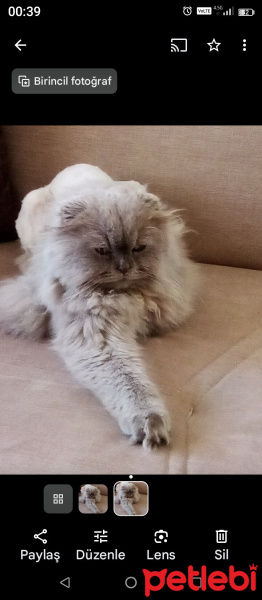 British Shorthair, Kedi  Canlar fotoğrafı