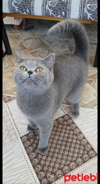 British Shorthair, Kedi  Bihter fotoğrafı