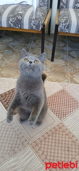 British Shorthair, Kedi  Bihter fotoğrafı