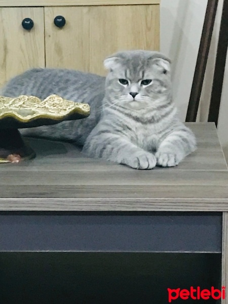 Scottish Fold, Kedi  Miço fotoğrafı