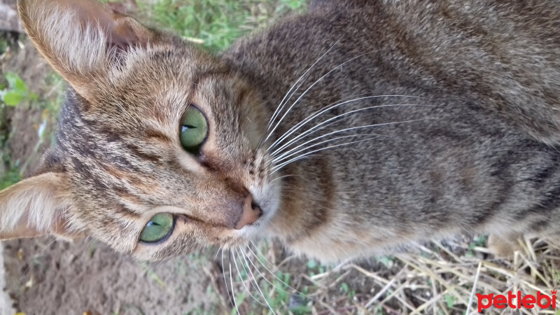 Tekir Kedi, Kedi  Daisy fotoğrafı