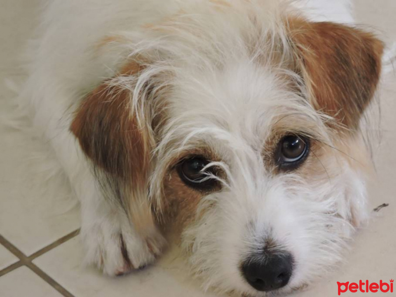 Jack Russell Terrier, Köpek  ÇAKIL fotoğrafı
