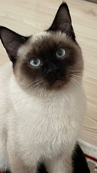 Siyam Kedisi, Kedi  Linda fotoğrafı