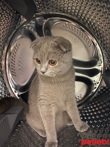 Scottish Fold, Kedi  Mia fotoğrafı