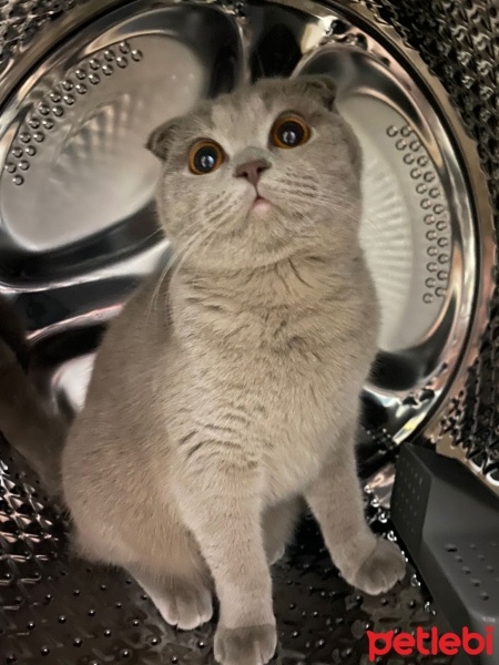 Scottish Fold, Kedi  Mia fotoğrafı