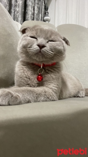 Scottish Fold, Kedi  Mia fotoğrafı