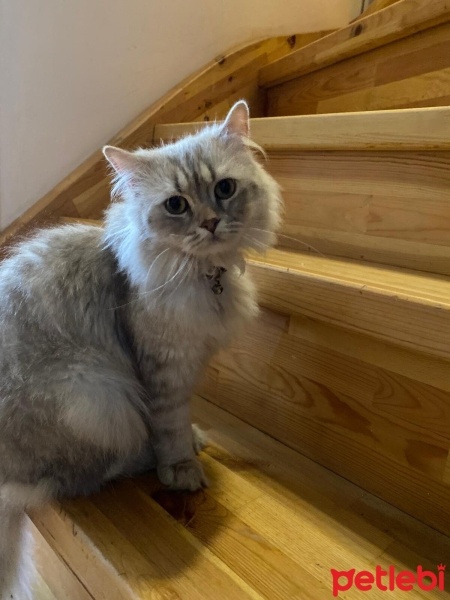 British Longhair, Kedi  Safir fotoğrafı