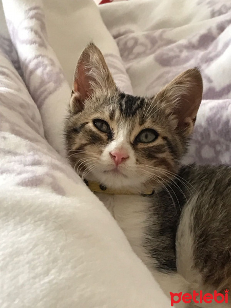 Tekir Kedi, Kedi  Leyla  fotoğrafı