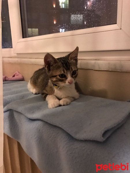 Tekir Kedi, Kedi  Leyla  fotoğrafı