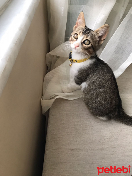 Tekir Kedi, Kedi  Leyla  fotoğrafı
