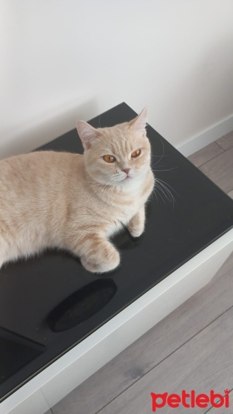 British Shorthair, Kedi  Poncik fotoğrafı