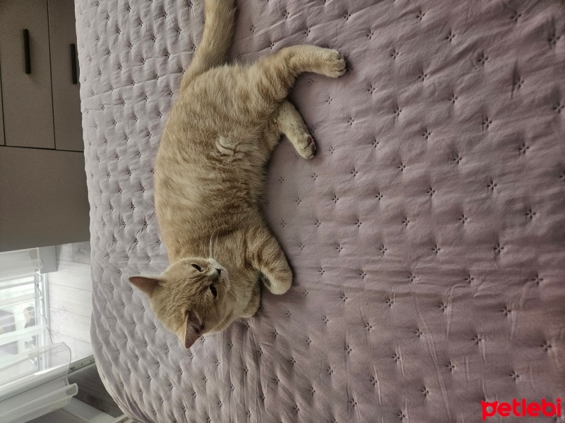 British Shorthair, Kedi  Poncik fotoğrafı