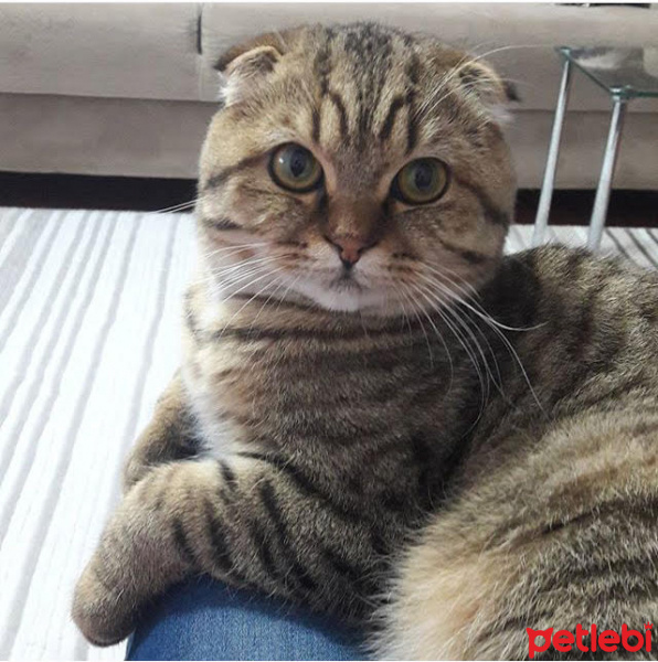 Scottish Fold, Kedi  paşa fotoğrafı
