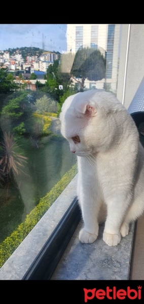 Scottish Fold, Kedi  Babuş fotoğrafı