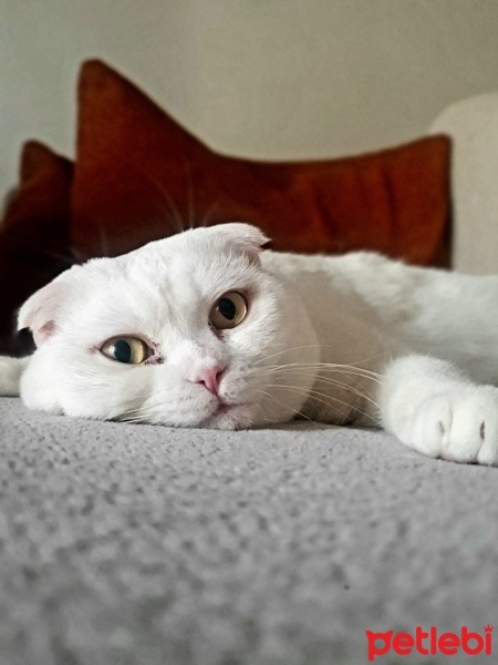 Scottish Fold, Kedi  Babuş fotoğrafı